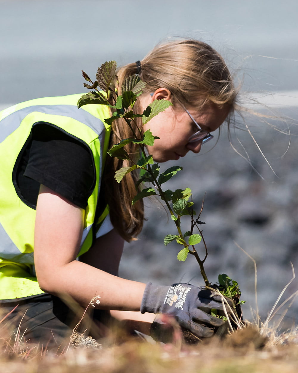 Gróðursetning á trjám - Planta trjám