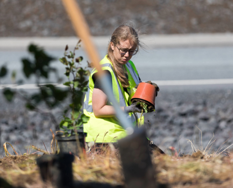Gróðursetning Hreinir Garðar