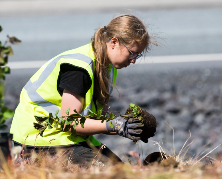 Gróðursetning Hreinir Garðar
