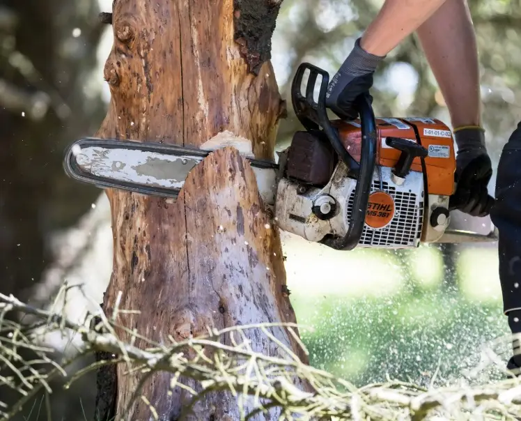 Trjáfellingar ABA Hreinir Garðar-2